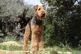 AIREDALE TERRIER 141